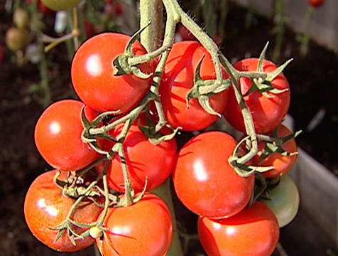 Калужская область вошла в список лидеров по выращиванию тепличных овощей в стране