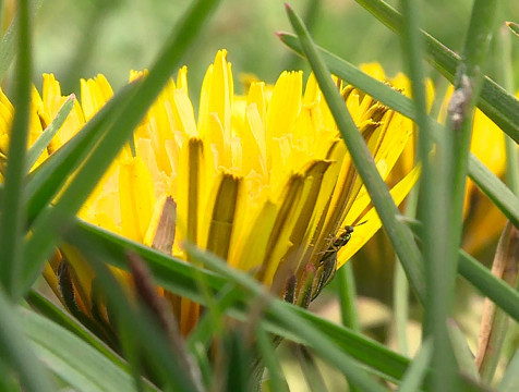 Подготовка к всероссийскому экологическому диктанту стартовала в Калужской области