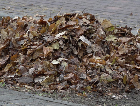 Свыше тысячи кубометров опавшей листвы вывезли коммунальщики с улиц Калуги