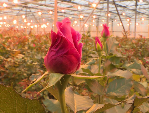 Школьников из Думиничского района познакомили с профессией инженера сельского хозяйства