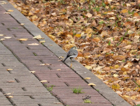 Чибисов, трясогузок и тетеревов наблюдали в Калужской области