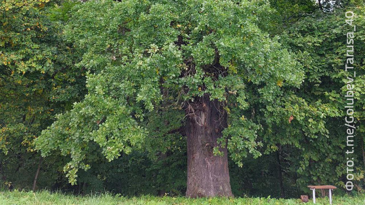 Почему дуб является памятником живой природы. Черешчатый дуб городской парк Калуги. Дуб в Калуге. Дуб черешчатый, дерево – памятник живой природы. Исполинский дуб Тихона Калужского.