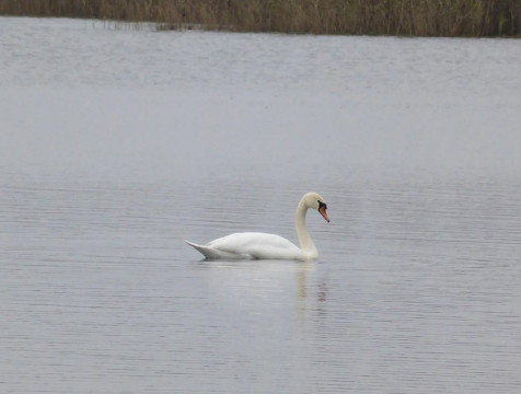 Редких лебедей становится больше в Калужской области