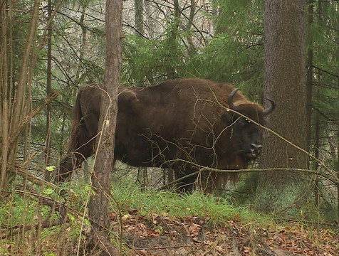 Вольер для возрастных зубров открыли в национальном парке 