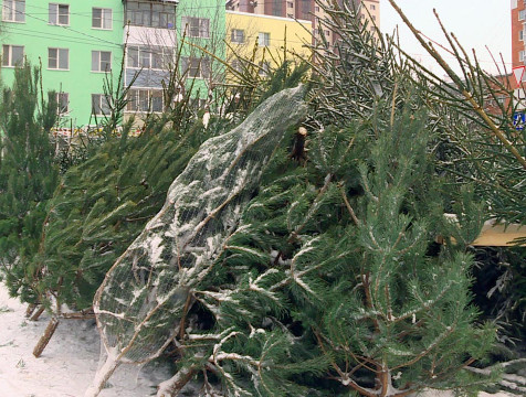 Более трех тысяч елей заготовят в Калужской области к Новому году