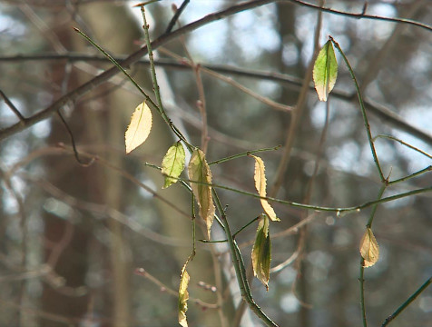 МЧС предупредило об усилении ветра 13 ноября
