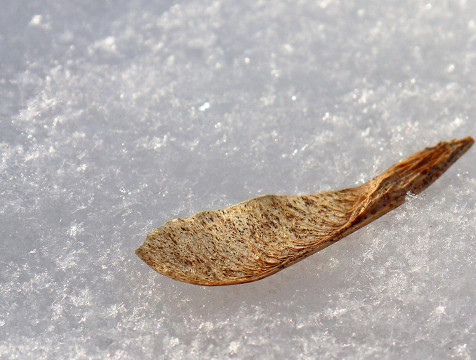 Жителей Калуги предупредили о снеге 15 ноября