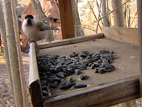 Прямую трансляцию из кормушек для белок и птиц возобновили в Калужской области