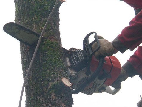 В Калуге избавляются от опасных деревьев