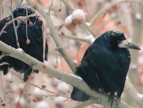 Небольшое похолодание прогнозируют синоптики в Калужской области