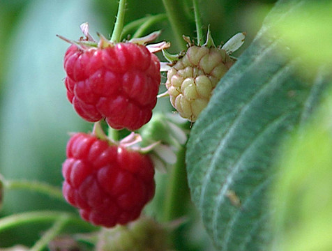 Более 2,5 тысячи тонн плодов и ягод собрали в Калужской области в 2022 году