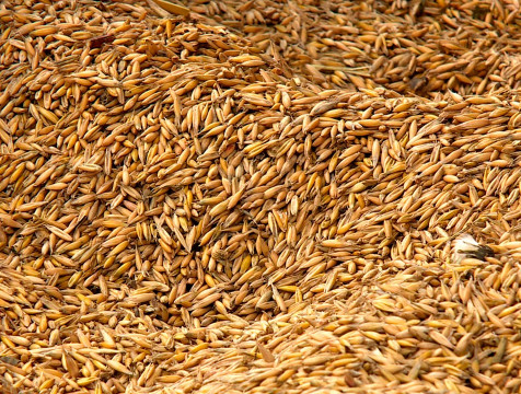 Более 266 тонн зерна намолотили в хозяйствах Калужской области