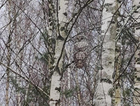 Краснокнижную птицу удалось сфотографировать в Калужской области