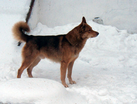 1288 бродячих собак отловили в Калужской области с начала года