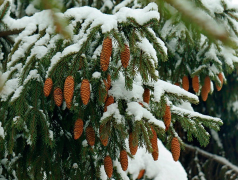 Калужский проект по экомониторингу получил престижную премию
