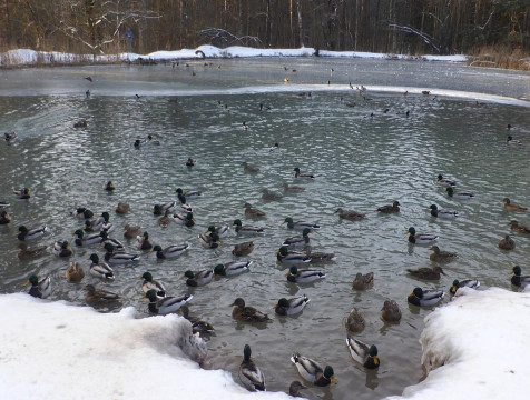 Около 150 уток остались зимовать на Сероводородных озерах в Калуге