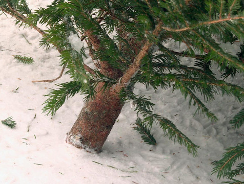 Охрану елей усилили в Калужской области в преддверии Нового года