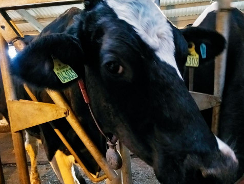 2,5 тысячи коров пополнят животноводческий комплекс в Ульяновском районе