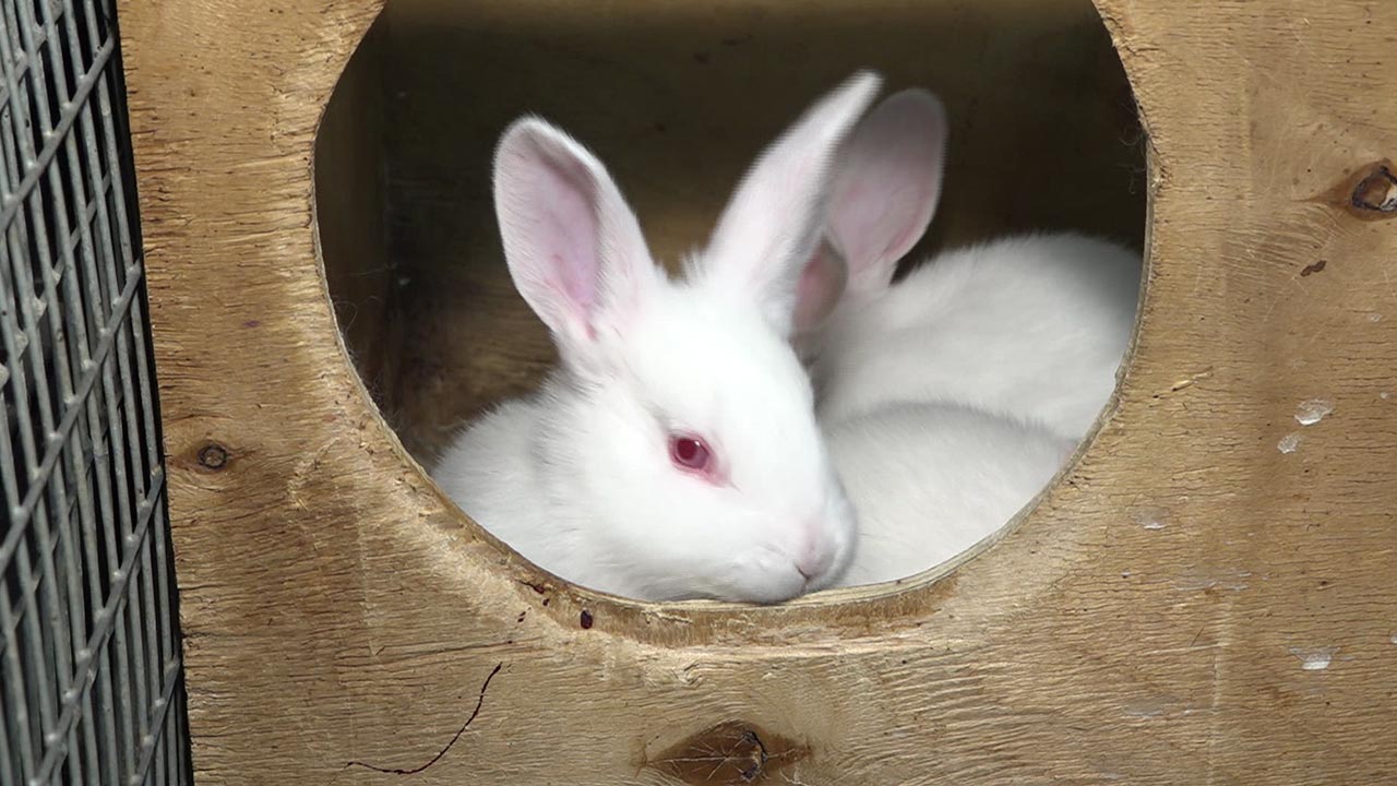 Что нужно знать о вольном содержании кроликов