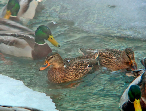 Не улетевших на зимовку водоплавающих птиц посчитают в Калуге