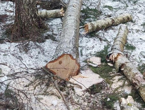 Мужчину убило деревом в Калужской области