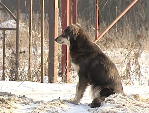 Число жалоб на бездомных собак сократилось в Калуге