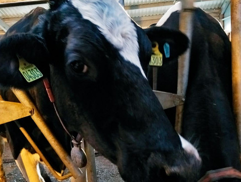 Перемышльский район стал вторым в регионе по надоям молока на корову