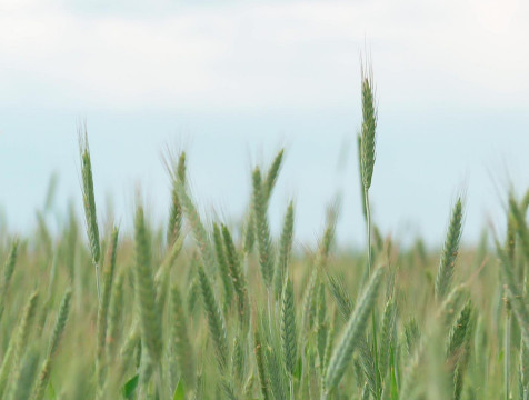 Прирост производства сельхозпродукции в Калужской области составил почти 6%
