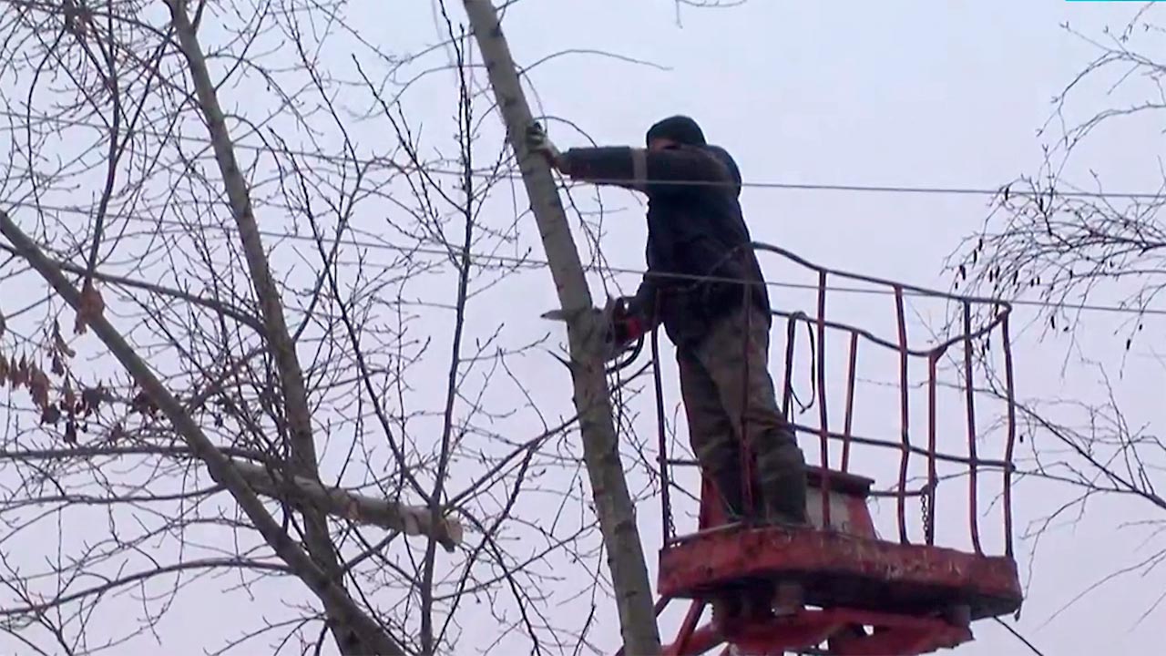 Аварийная калуга. Спиленное дерево. На спиленном дереве площадка. Обрезка аварийных деревьев Сызрань 2023 год. Снег на крыше.