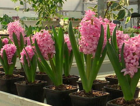 Не менее 50 миллионов цветов вырастят в Калужской области