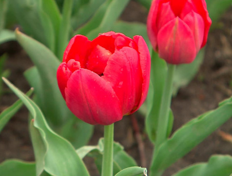 Более 140 тысяч тюльпанов украсят Калугу к майским праздникам