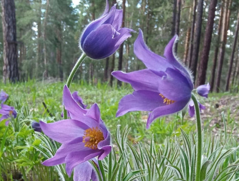 Калужан приглашают к участию в фотоконкурсе первоцветов