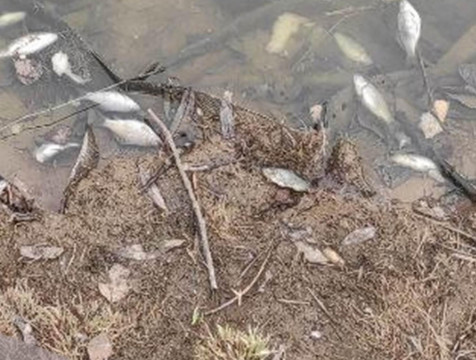 Массовую гибель рыбы зафиксировали в калужском пруду