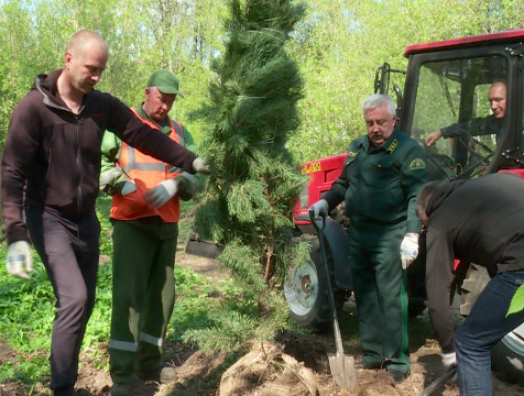 Восьмилетние сосны высадили на территории Комсомольской рощи в Калуге