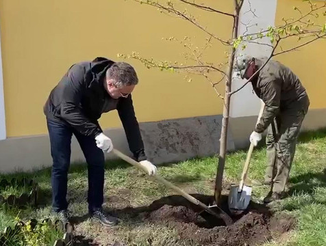 Во дворике краеведческого музея посадили молодые липы