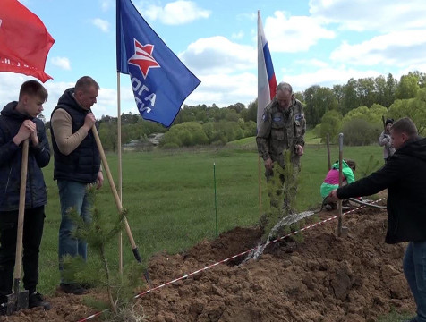 Сосновую аллею высадили в Малоярославце