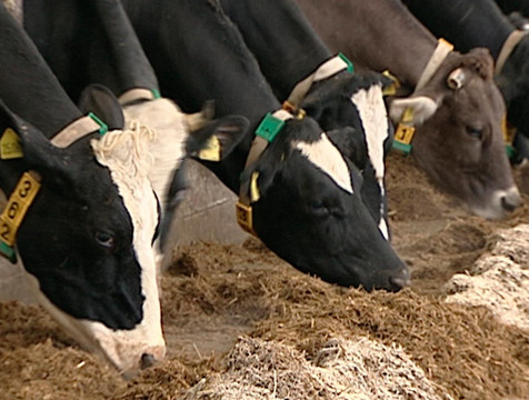 Производство молока выросло в Калужской области