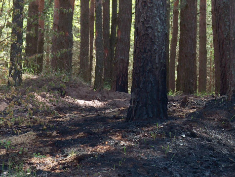 9 лесных пожаров зарегистрировано в регионе за прошедший месяц