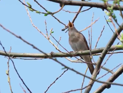 Калужан приглашают принять участие в учете соловьев