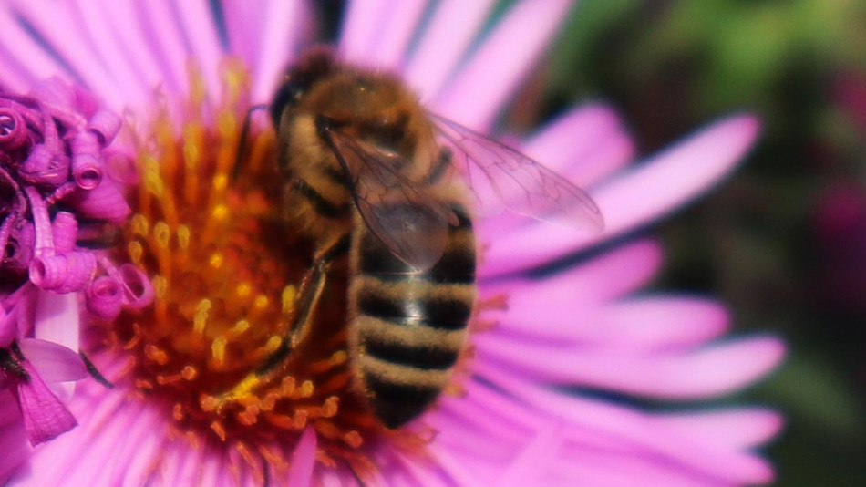 Пчела1005.jpg
