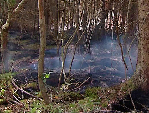 Спасатели четыре часа тушили лесной пожар в Людиновском районе