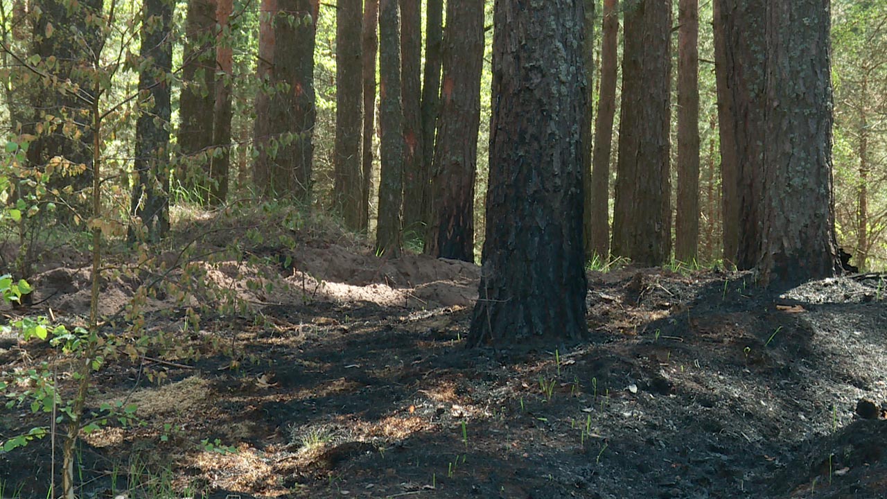 Forest 15. Начало леса. Пожар в лесу. Сгоревший лес. Лесной питомника Калуга Бор.