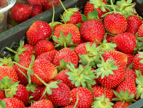 Объем производства плодово-ягодной продукции в регионе планируется увеличить в 3 раза