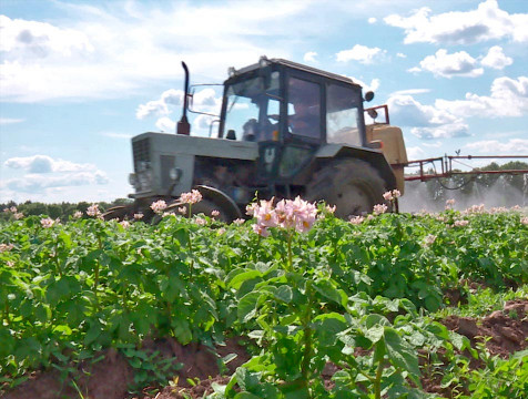Калужские ученые выводят импортозамещающие сорта картофеля