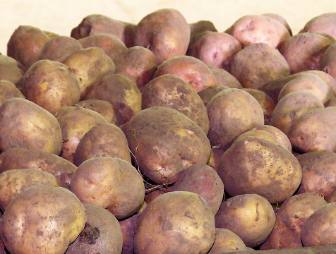 Селекционеры региона вывели высокоурожайный сорт картофеля