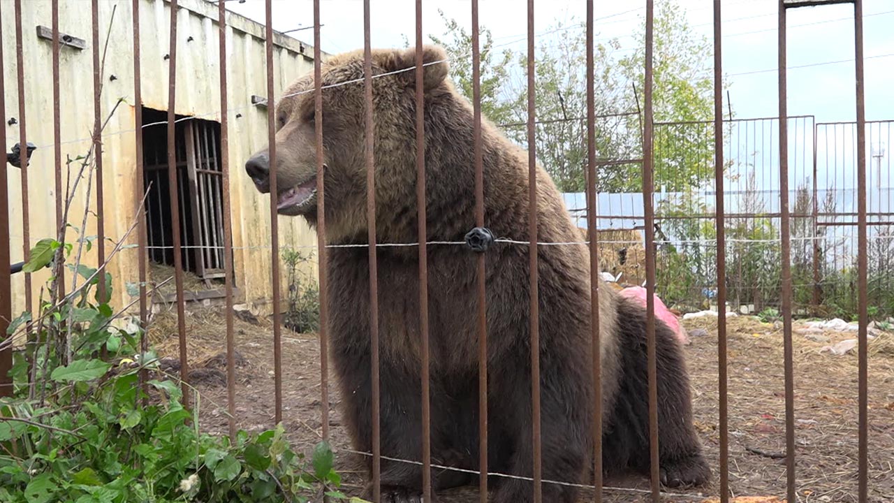 Калужане могут помочь зверям из центра 