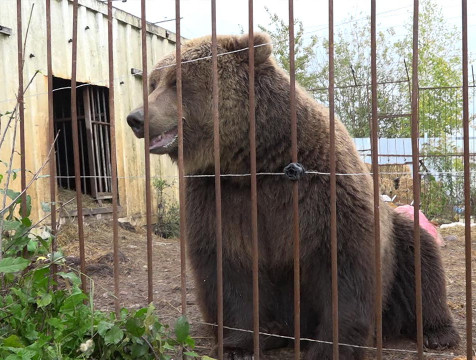 Калужане могут помочь зверям из центра 