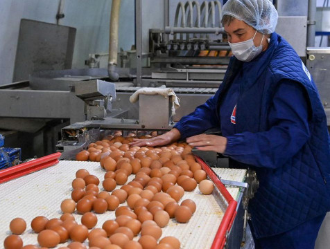 Производство куриных яиц увеличат в Калужской области