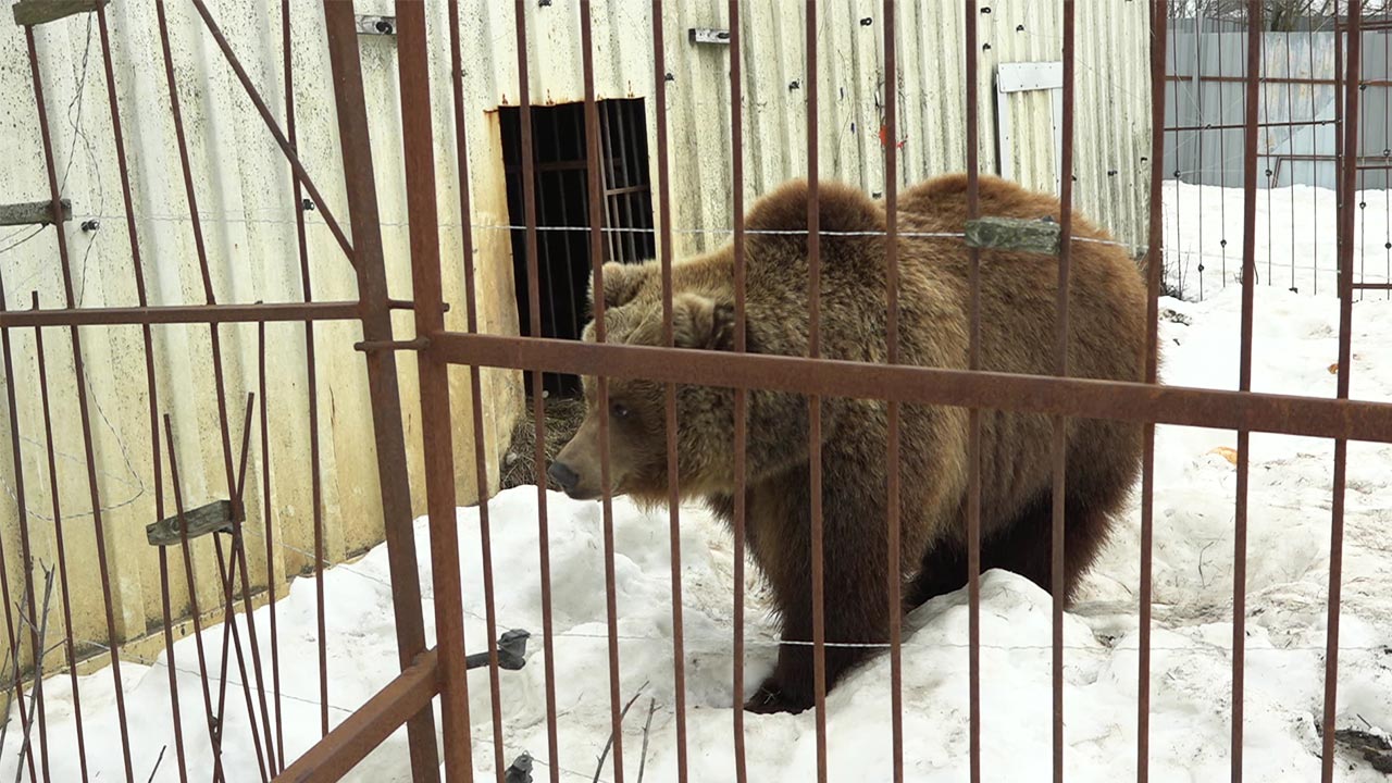 Зоозащитники призвали калужан не подбирать детёнышей диких животных |  18.03.2024 | Новости Калуги - БезФормата