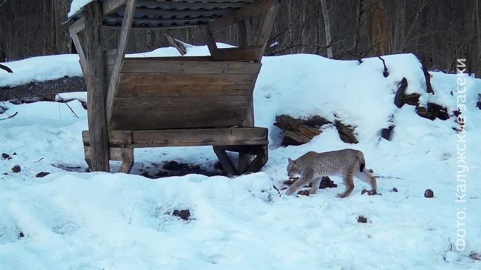 рысьзасеки032001.jpg